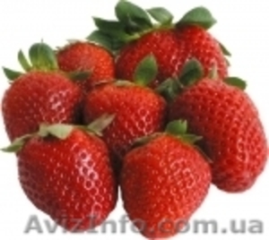 Продам саженцы клубники  #746041