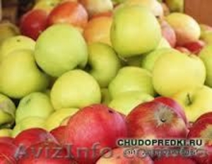 Саженцы яблонь на подвое М9 и М26 #738783