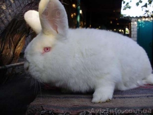 Продам элитных кролей #746688