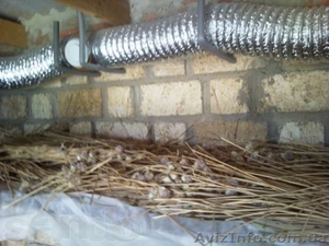 продам семена чеснока софиевского сорта #732165