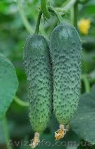 Огурцы тепличные #746507