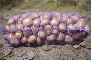 Картофель продам картошку продам картофель  #486401