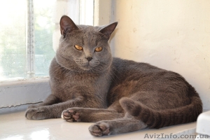 Шотландский прямоухий котик предлагается для вязки #733887