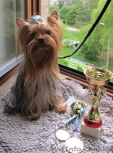 Вязка - йоркширский терьер #221854