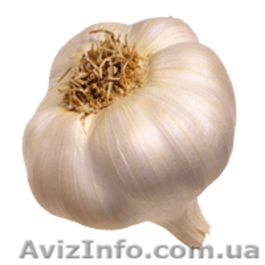 чеснок оптом продам от производителя  #740912
