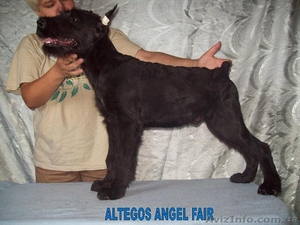 Ризеншнауцер щенки недорого #716614