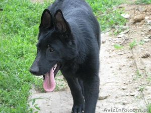 Щенки восточно-европейской овчарки из племзавода 