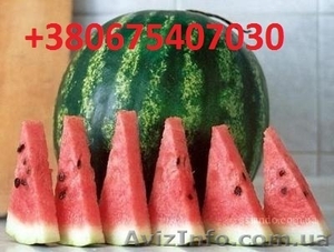 Продам арбуз,  дыни оптом Херсон #729357