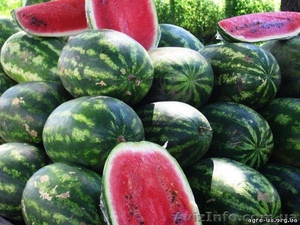 Арбуз оптом Херсон #748231