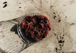 Червь навозный для рыбалки #732247