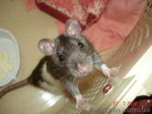 крысята ищут хозяев #732864