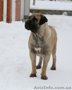 Щенки Бурбуля от рабочих собак и чемпионов #744295