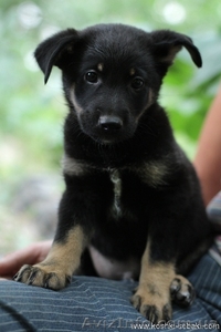 Щенки метисы овчарок в хорошие руки #731703