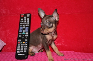 продаю тойчика, миника #748267