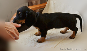 щенки длинношерстной таксы #744737