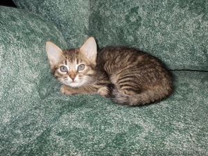 Домашние котята ищут добрую семью! #730592