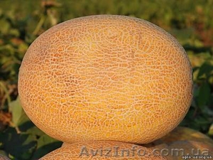 Дыня Амал оптом Крым #748234