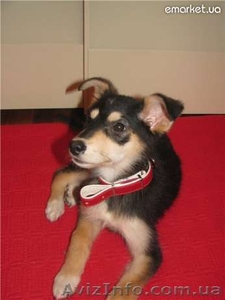 Маленькая собачка в хорошие руки почти даром #731702