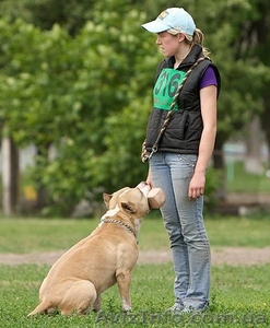 Квалифицированная дрессировка собак г.Кировоград #742194