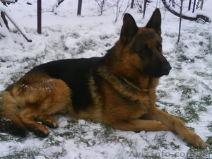 Отличный кобель немецкой овчарки для вязки #741073