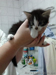 Отдам котят в хорошие руки! 3 мальчика и 4 девочки.  #729250