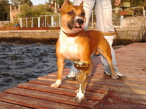 Ам.Стафф для вязки #743448