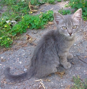 Котёнок  ждёт новую семью. Отдам бесплатно. #733948