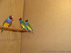 Продам гульдовых амадин #729493