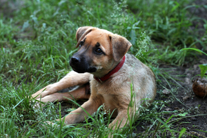 Отдам в дар щенка.Метис овчарки!! #731860