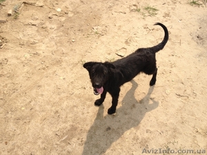 Отдам щенка в хорошие руки!!! #746900