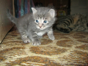 Подарю красивых котят #746220