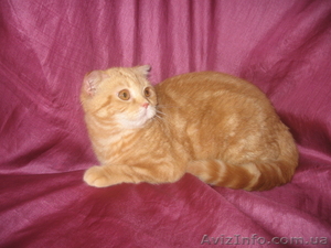 Шотландочка-вислоушка-прямоушка #731626