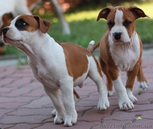 щенки ам стафф терьера #731850