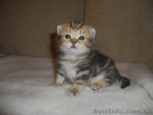 Британские котята редкого эксклюзивного окраса черный золотой мраморный #744835