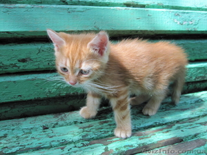 Рыженькая кошечка ждет хозяина #745066