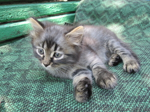 Дымчатый кот-бандит ждет вас #745072