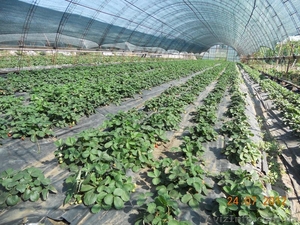 Рассада клубник (земляники) #575688