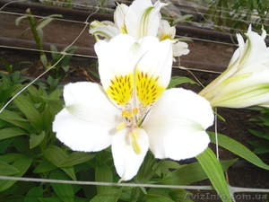 Продам саженцы альстрамерии(делёнка) #746826