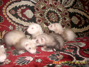 продам фреток (хорьки) #732413