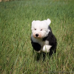 Щенки бобтейла. #733105