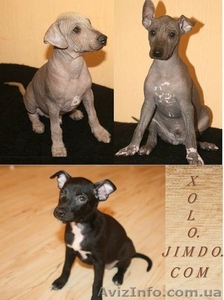 Щенки мексиканской голой собаки (ксолоитцкуинтли) #738347