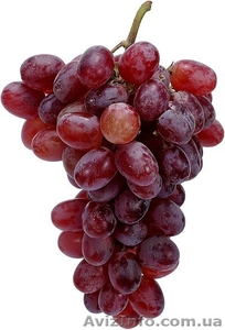 Виноград оптом Крым #748229