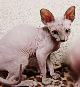 Супердешево за идеальных малышей сфинксов #742441