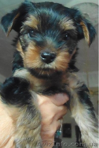 продам щенка йоркширского терьера с родословной КСУ #735537