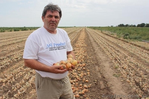 Лук репчатый урожая 2012 #730908