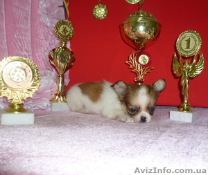 В продаже  имеется помет чихуа #733988