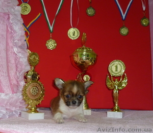 Продам щенков ЧИХУА ХУА-питомник #729808