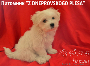 Мальтийская болонка #739842