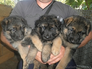  Щенок немецкой овчарки #736164