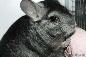 Продам ручную Шиншилку,  здорового,  ухоженого) #733130